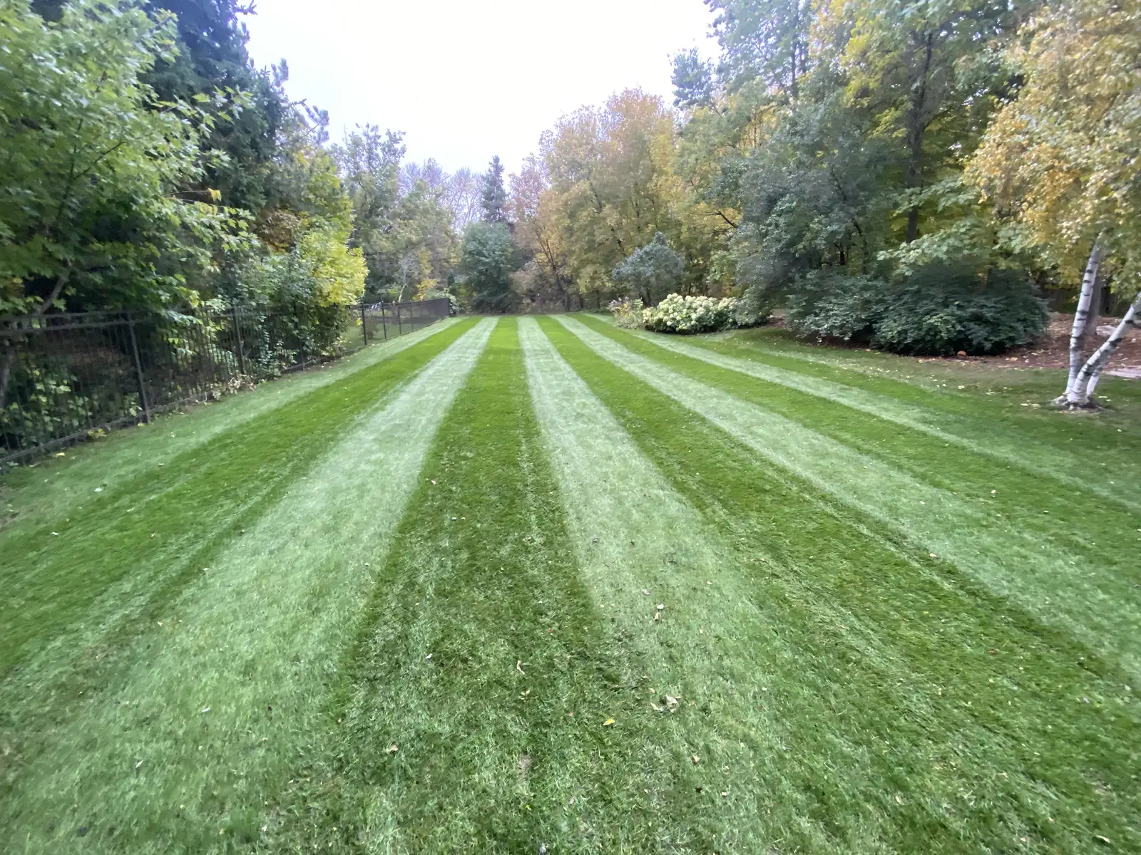 Professionally striped residential lawn with mature trees maintained by Lifecycle Outdoor Services
