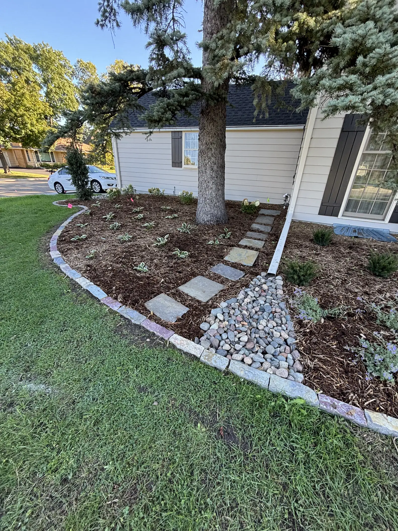 Hopkins planting — plant layout