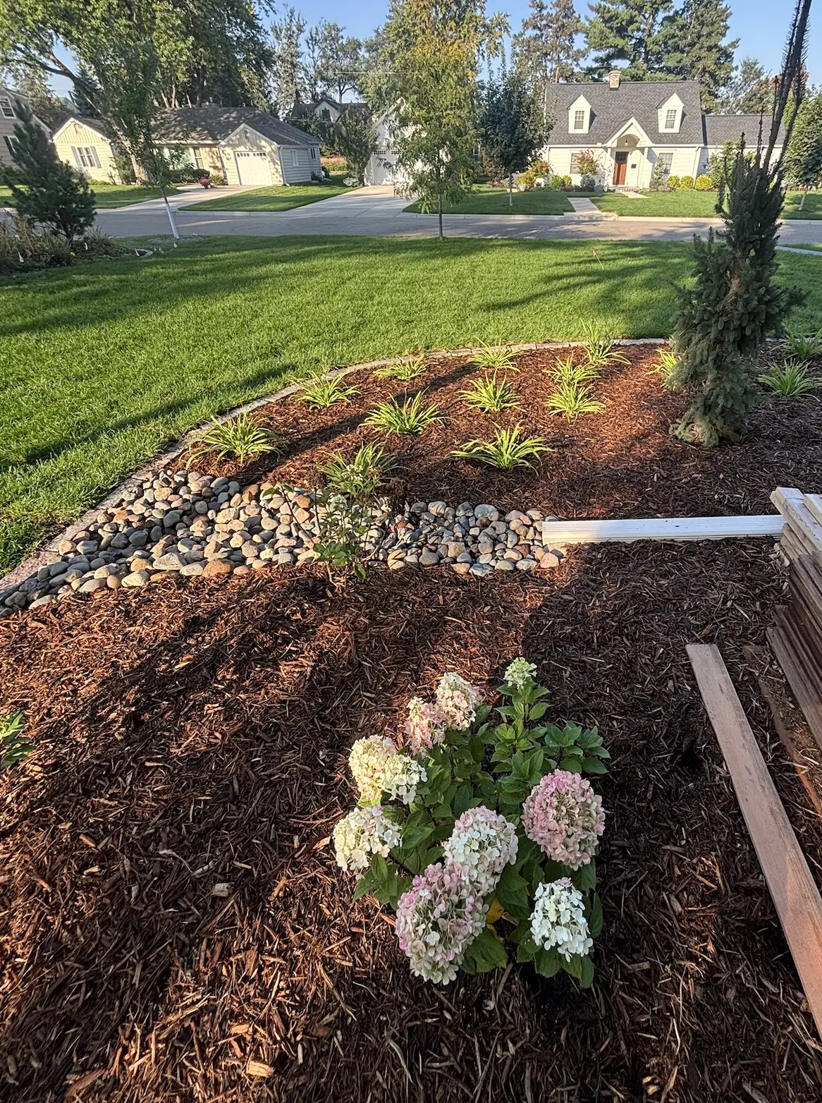 Completed residential planting with blooming hydrangeas and ornamental grasses in Hopkins, MN